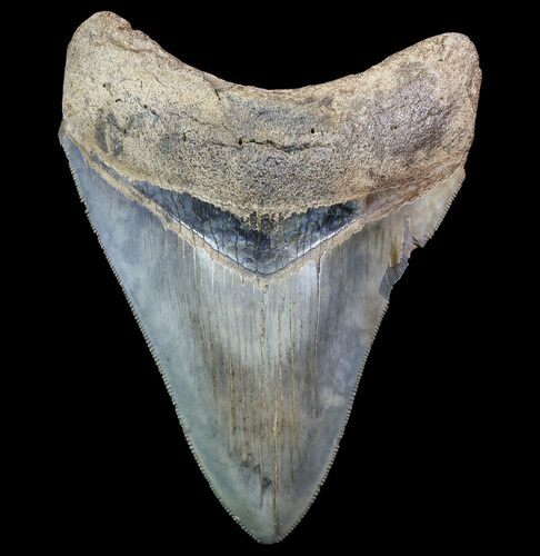 Serrated, Fossil Megalodon Tooth - Georgia #78069